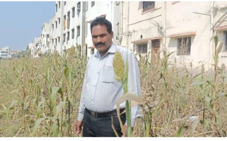 पिंपळे गुरवमध्ये शेतकऱ्याने पाखरांसाठी सोडली ‘एकरभर ज्वारी’