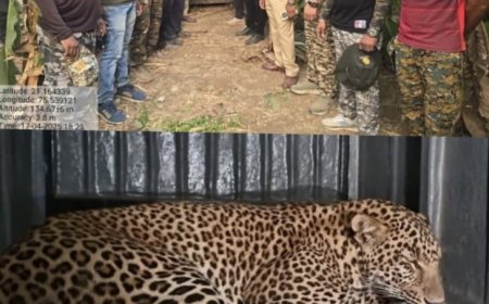 वन विभाग अधिकारी कर्मचाऱ्यांनी त्या नरभक्षक बिबट्याला केले जेरबंद.