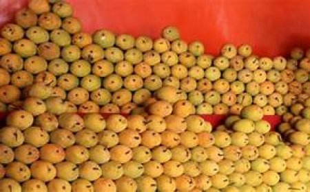 आंबा महोत्सवाला ग्राहकांचा मोठा प्रतिसाद; ३१ मे २०२५ पर्यंत महोत्सव सुरू