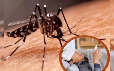 आला पावसाळा… डेग्यूपासून स्वत:ला सांभाळा