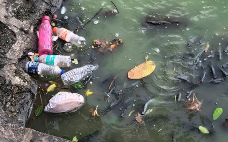 सिद्धेश्वर तलावातील दूषित पाण्यामुळे माशांचा मृत्यू; कावळ्यांची गर्दी, नागरिक संतप्त