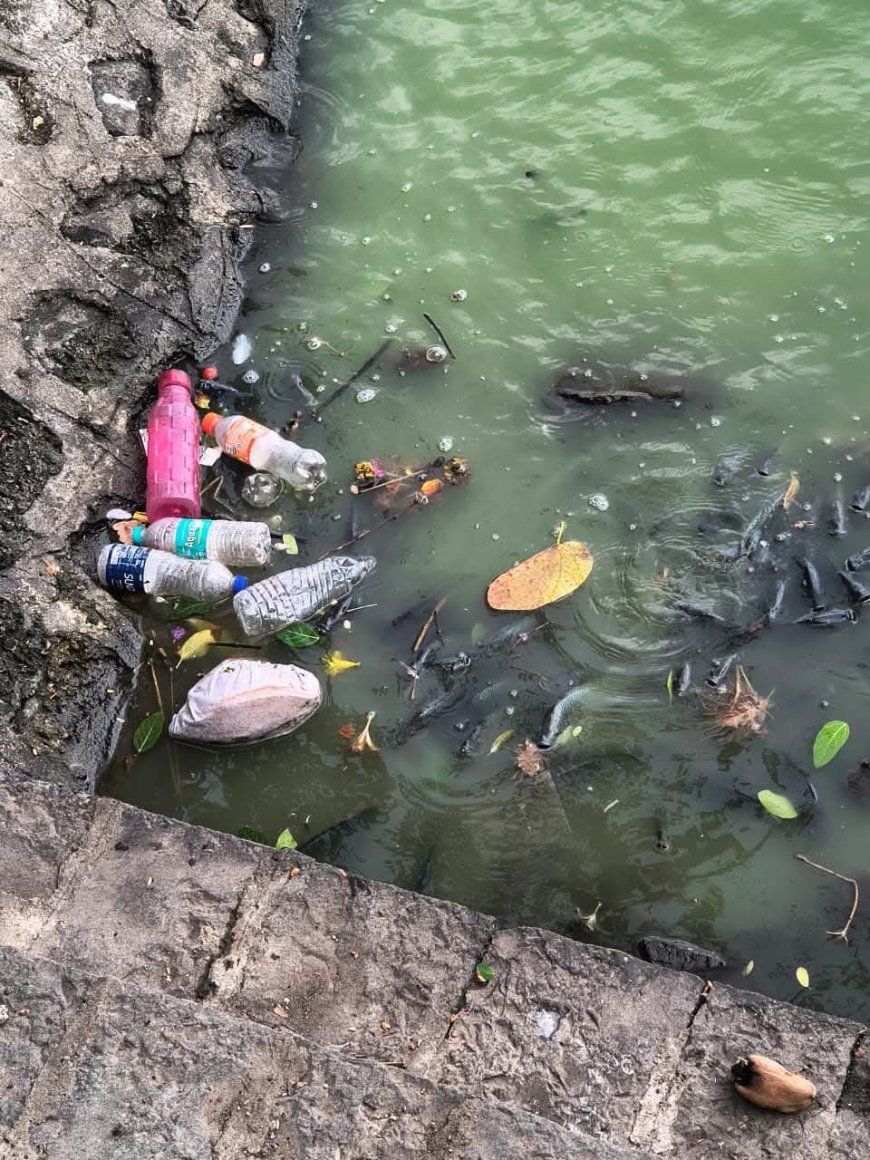 सिद्धेश्वर तलावातील दूषित पाण्यामुळे माशांचा मृत्यू; कावळ्यांची गर्दी, नागरिक संतप्त